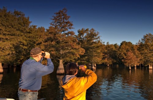Two people in a boat observing cypress trees in a serene, reflective swamp at sunset.
