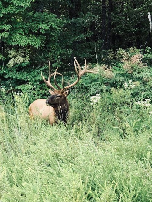 A majestic elk with large antlers stands among tall green grass and foliage in a forested area.