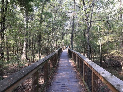 A wooden boardwalk stretches through a lush green forest, surrounded by trees and dappled sunlight.