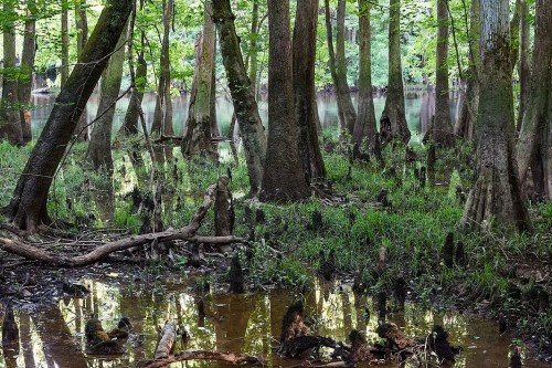 Lush green swamp with cypress trees, water reflections, and grassy areas, creating a serene natural landscape.