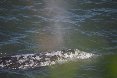 A gray whale surfaces in the water, exhaling a misty spray as it breathes.