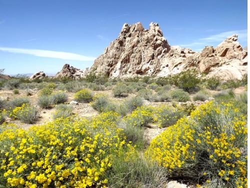 A desert landscape featuring vibrant yellow wildflowers in the foreground and rugged rock formations in the background.