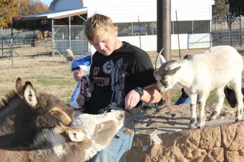 A young man sits on a stone wall, feeding two donkeys and a goat in a farm setting.