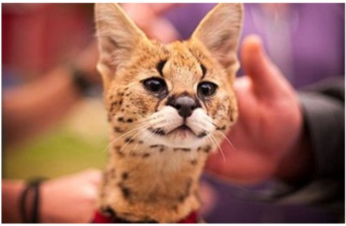 A close-up of a serval cat with distinctive spots and large ears, being gently held by a person.