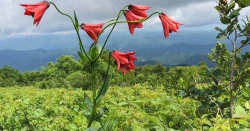A cluster of vibrant red flowers stands tall against a backdrop of green mountains and cloudy skies.
