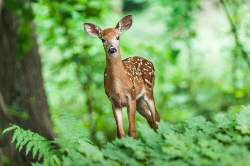 A young fawn with spots stands among lush green foliage in a forest setting.