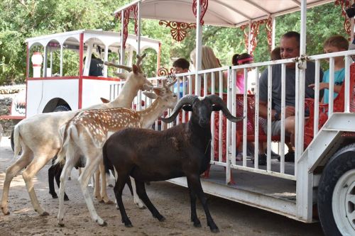 A group of goats and deer approach a tram where people are seated, surrounded by trees in a sunny outdoor setting.