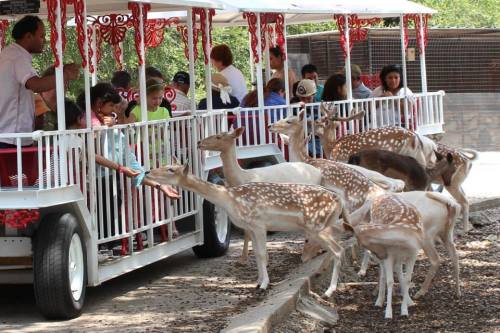A tram with people interacts with spotted deer in a park setting, surrounded by trees and a gravel path.