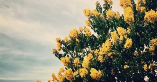 A vibrant tree with clusters of bright yellow flowers against a cloudy sky.