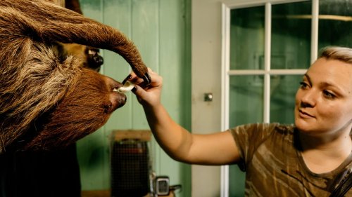 A person feeding a sloth in a green room, with the sloth hanging upside down.