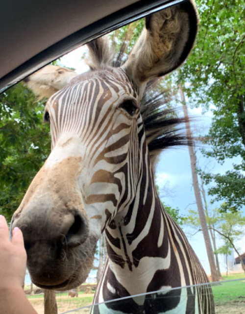 A close-up of a zebra's face, with a hand reaching out from a car window, surrounded by trees.