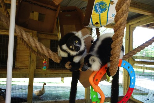 Two black-and-white lemurs play on ropes in a spacious enclosure, with a duck in the background.