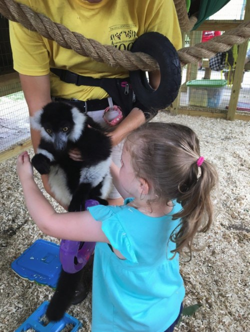 A child interacts with a black-and-white lemur held by an adult in a playful, animal-friendly environment.