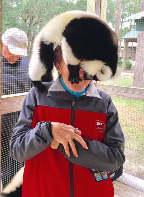 A person in a red jacket has a lemur perched on their head, while another person is visible in the background.