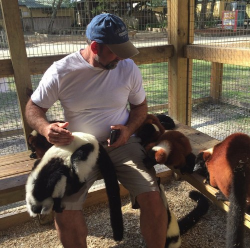 A man sits on a bench surrounded by several lemurs, gently petting one while others explore around him.