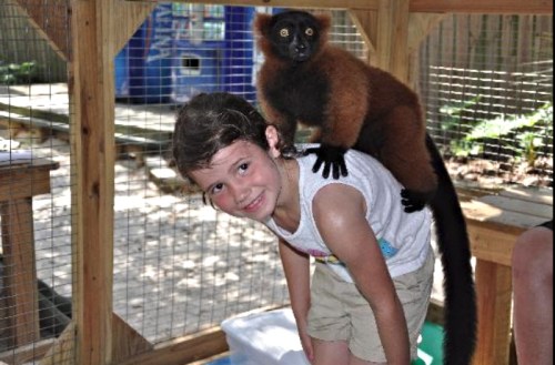 A young girl smiles while a brown lemur sits playfully on her shoulder in a wooden enclosure.