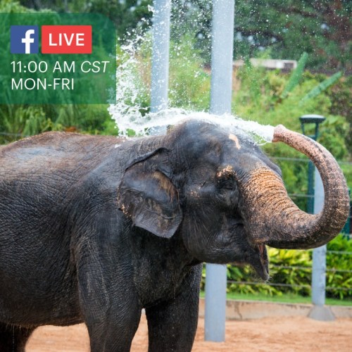 An elephant playfully sprays water on itself, with a Facebook Live announcement in the corner.