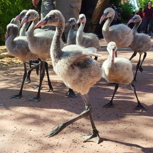 A group of fluffy baby flamingos walking along a path, with some people in the background.