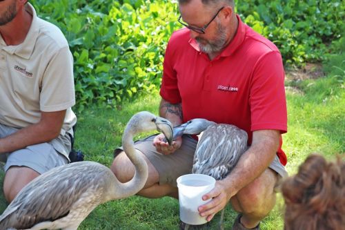 A zookeeper feeds two young flamingos while kneeling on grass, surrounded by greenery.