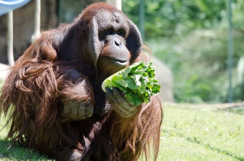 An orangutan sitting on grass, holding and eating a piece of lettuce.