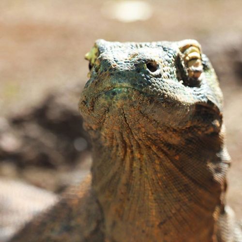 Close-up of a textured lizard with prominent eyes and a rugged, earthy appearance.