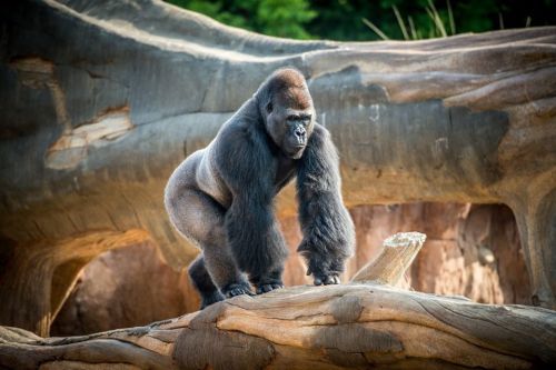 A gorilla stands on a large log in its habitat, showcasing its muscular build and expressive features.
