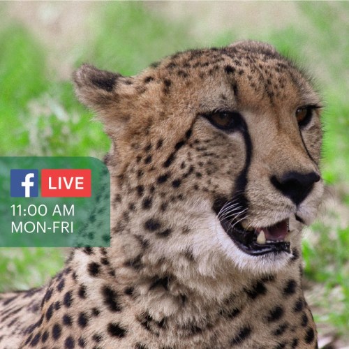 Close-up of a cheetah's face with a Facebook Live notification for a daily show at 11:00 AM, Monday to Friday.