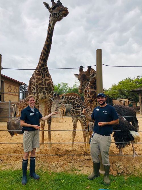 Two zookeepers interact with giraffes and an ostrich in a zoo setting, with a cloudy sky in the background.