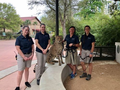 Four zookeepers stand beside a leopard on a stone ledge, surrounded by greenery and a zoo environment.