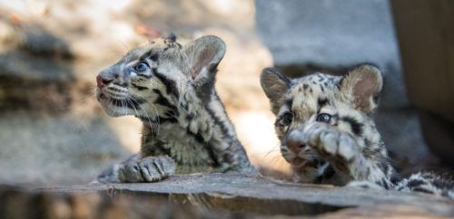 Two playful clouded leopard cubs resting on a ledge, with curious expressions and soft, spotted fur.
