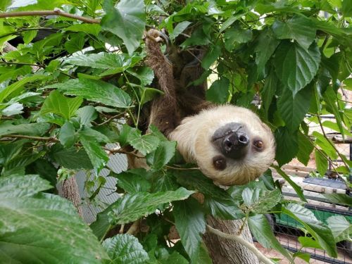 A sloth hanging upside down among green leaves, with its face peeking out curiously.