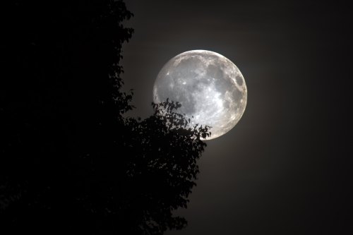 A bright full moon partially obscured by dark tree branches against a cloudy night sky.