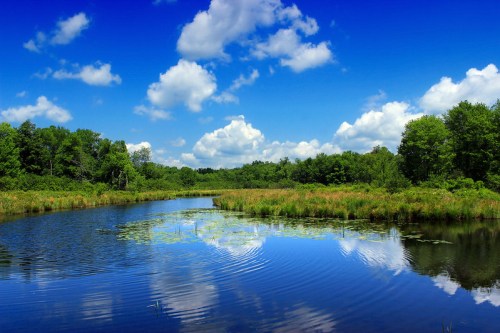 A serene pond surrounded by lush greenery and blue skies with fluffy clouds reflecting on the water's surface.