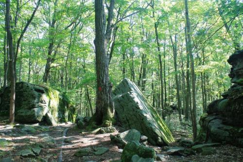 A serene forest scene with large rocks and trees, dappled sunlight filtering through lush green leaves.