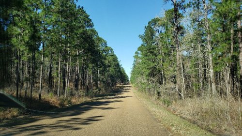 A dirt road lined with tall pine trees under a clear blue sky.