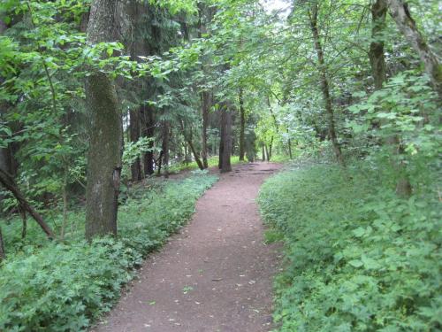 A serene forest path surrounded by lush greenery and tall trees, inviting exploration and tranquility.