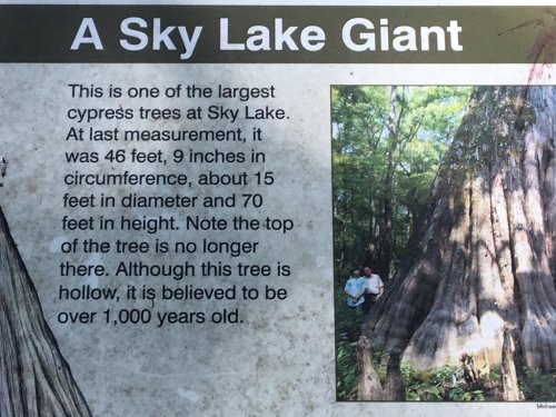 Sign describing a large cypress tree at Sky Lake, measuring 46 feet tall and over 1,000 years old.