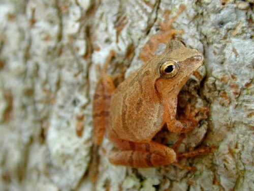 A small brown frog perched on a textured tree bark, blending into its natural environment.