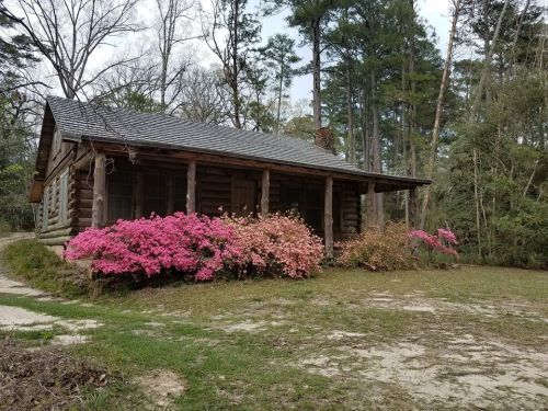 A rustic log cabin surrounded by vibrant pink azaleas and tall trees in a serene natural setting.