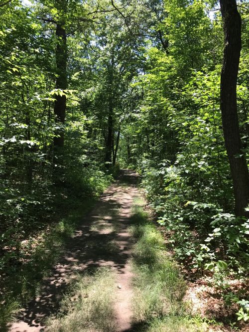 A sunlit dirt path winding through a lush green forest, surrounded by dense trees and foliage.
