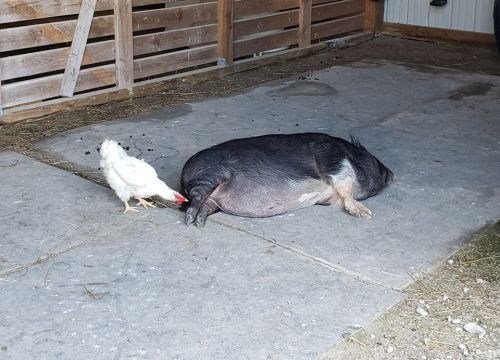 A black pig lying on the ground with a white chicken pecking near its rear in a barn setting.