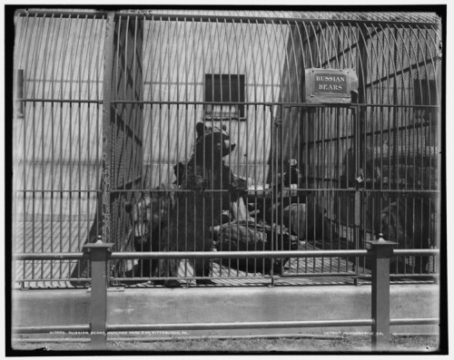 A black and white photo of a bear in a cage labeled "Russian Bears" at a zoo.