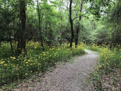 A winding gravel path through a lush green forest, surrounded by vibrant yellow wildflowers.