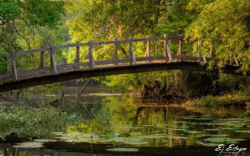 A wooden bridge arches over a serene pond surrounded by lush greenery and lily pads.