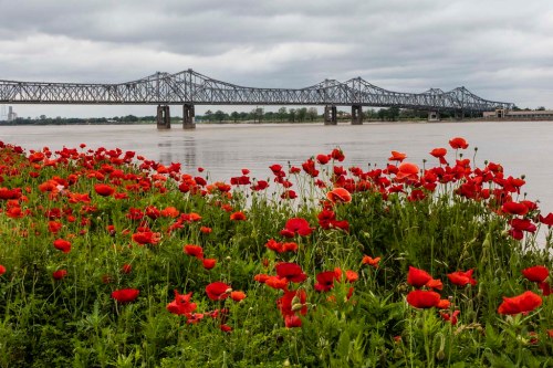 A field of vibrant red poppies in the foreground with a bridge spanning a river under a cloudy sky in the background.