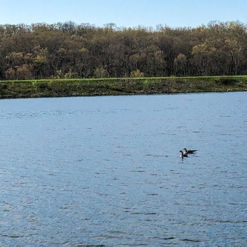Two ducks swim on a calm lake, with a tree-lined shore in the background under a clear blue sky.