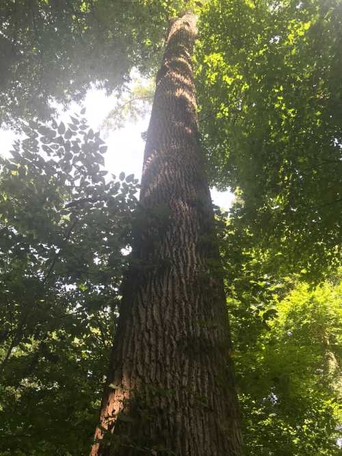 A tall tree rises towards the sky, surrounded by lush green foliage and dappled sunlight filtering through the leaves.