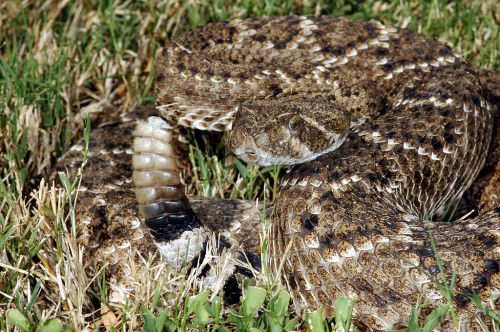 A close-up of a coiled rattlesnake resting on grass, showcasing its textured scales and rattle.