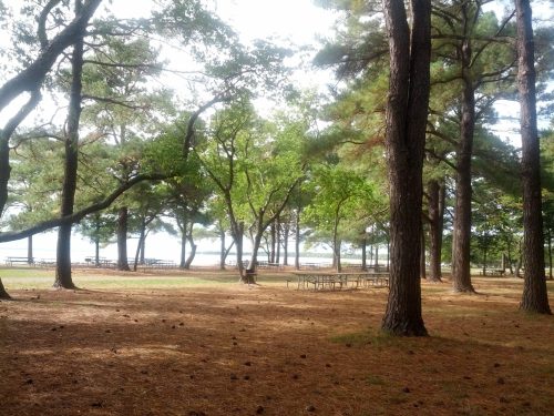 A serene park scene with tall trees, scattered pine needles, and a glimpse of water in the background.