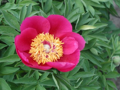 A vibrant pink peony flower with a yellow center, surrounded by lush green leaves.